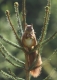 Ecureuil roux (Sciurus vulgaris) [copyright Pierret Séverin]