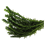 Elodée dense