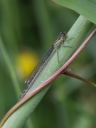 elegans type b verif.jpg elegans type b verif.jpg