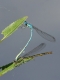 Agrion porte-coupe (Enallagma cyathigerum) Accouplement. [copyright Farinelle Charly]