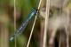 Agrion porte-coupe (Enallagma cyathigerum) Mâle. [copyright Farinelle Charly]
