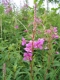 Epilobium angustifolium [copyright Wibail Lionel]