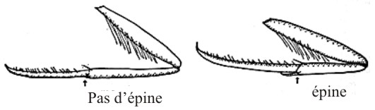 épine