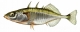 Epinoche