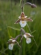 Epipactis palustris [copyright]