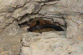 Eptesicus_serotinus_02.jpg Eptesicus_serotinus_02.jpg