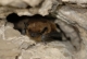 Eptesicus_serotinus_03.jpg