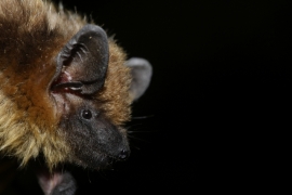 Eptesicus_serotinus_07.jpg Eptesicus_serotinus_07.jpg