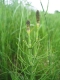 Equisetum palustre [copyright]