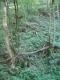 G1.A41b - Erablaie-ormaie ardennaise [copyright Wibail Lionel]