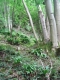 Erablaie-tillaie à scolopendre [copyright Wibail Lionel]