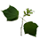 plantes aqua