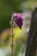 Erica tetralix [copyright]