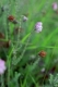 Erica tetralix [copyright Wibail Lionel]