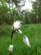 Eriophorum angustifolium 2