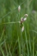 Eriophorum angustifolium [copyright Wibail Lionel]