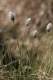 Eriophorum vaginatum [copyright Ghiette Pascal]