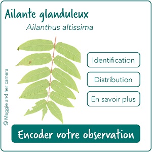 Cartouches plantes terrestres