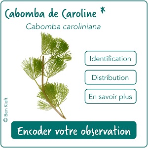 Cartouches-plantes-aqua