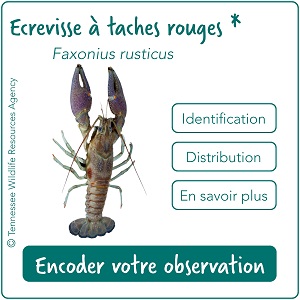 Invertébrés