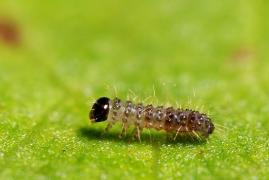 eunomia_chenille1_sanmartin.jpg eunomia_chenille1_sanmartin.jpg