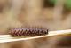 Chenille de Nacré de la Bistorte (Boloria eunomia) [CC by-sa San Martin Gilles]