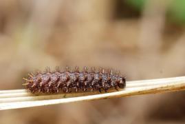 eunomia_chenille2_sanmartin.jpg eunomia_chenille2_sanmartin.jpg