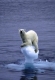Extinction des espèces