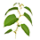 Fallopia2_transp_45x45
