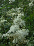 Filipendula ulmaria.JPG Filipendula ulmaria.JPG