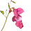 fleur_Impatiens_45x45