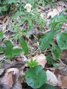 Flore de la hêtraie neutrophile - aspérule, anémone sylvie et gouet tacheté Flore de la hêtraie neutrophile - aspérule, anémone sylvie et gouet tacheté