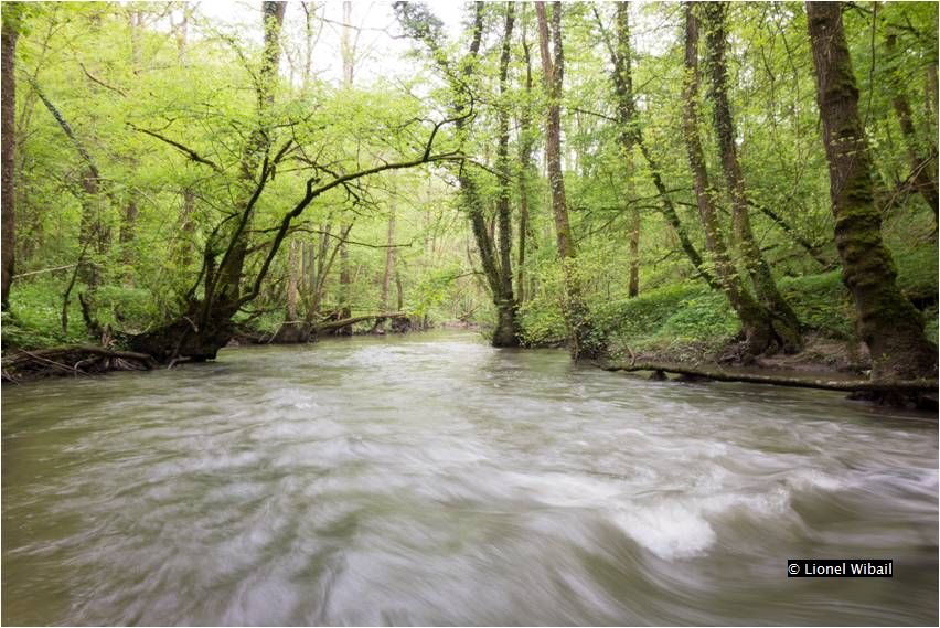 forêt alluviale - 91E0