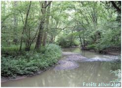 forêt alluviale - 91E0