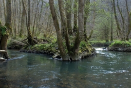Forêt alluviale.jpg Forêt alluviale.jpg