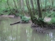 G1.21 - Aulnaies-frênaies alluviales
