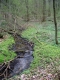 Forêt-galerie des ruisseaux de source [copyright Wibail Lionel]