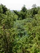 Fourré à genévrier sur lande Fourré à genévrier sur lande