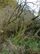 Fourré sur sol neutrocline à acidocline 2 Fourré sur sol neutrocline à acidocline 2