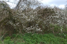 Fourré sur sol neutrocline à acidocline Fourré sur sol neutrocline à acidocline