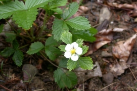 Fragaria vesca.jpg Fragaria vesca.jpg