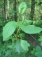 Frangula alnus [copyright]