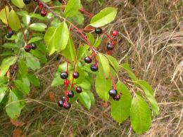 Fruits Prunus serotina