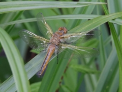 fulva imm.jpg fulva imm.jpg