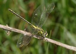 G.pulchellusfemelle0508.JPG G.pulchellusfemelle0508.JPG