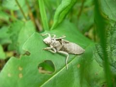 G vulgatissimus exuvie G vulgatissimus exuvie