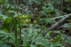 Gagea lutea [copyright Wibail Lionel]