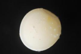 galaethea_oeuf_sanmartin.jpg galaethea_oeuf_sanmartin.jpg