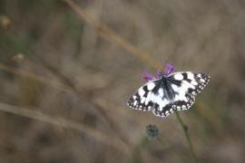 galathea_vio.JPG galathea_vio.JPG