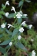 H2.3b - Eboulis rocheux siliceux des substrats franchement acides à [Galeopsis segetum] et très rarement [Cryptogramma crispa]